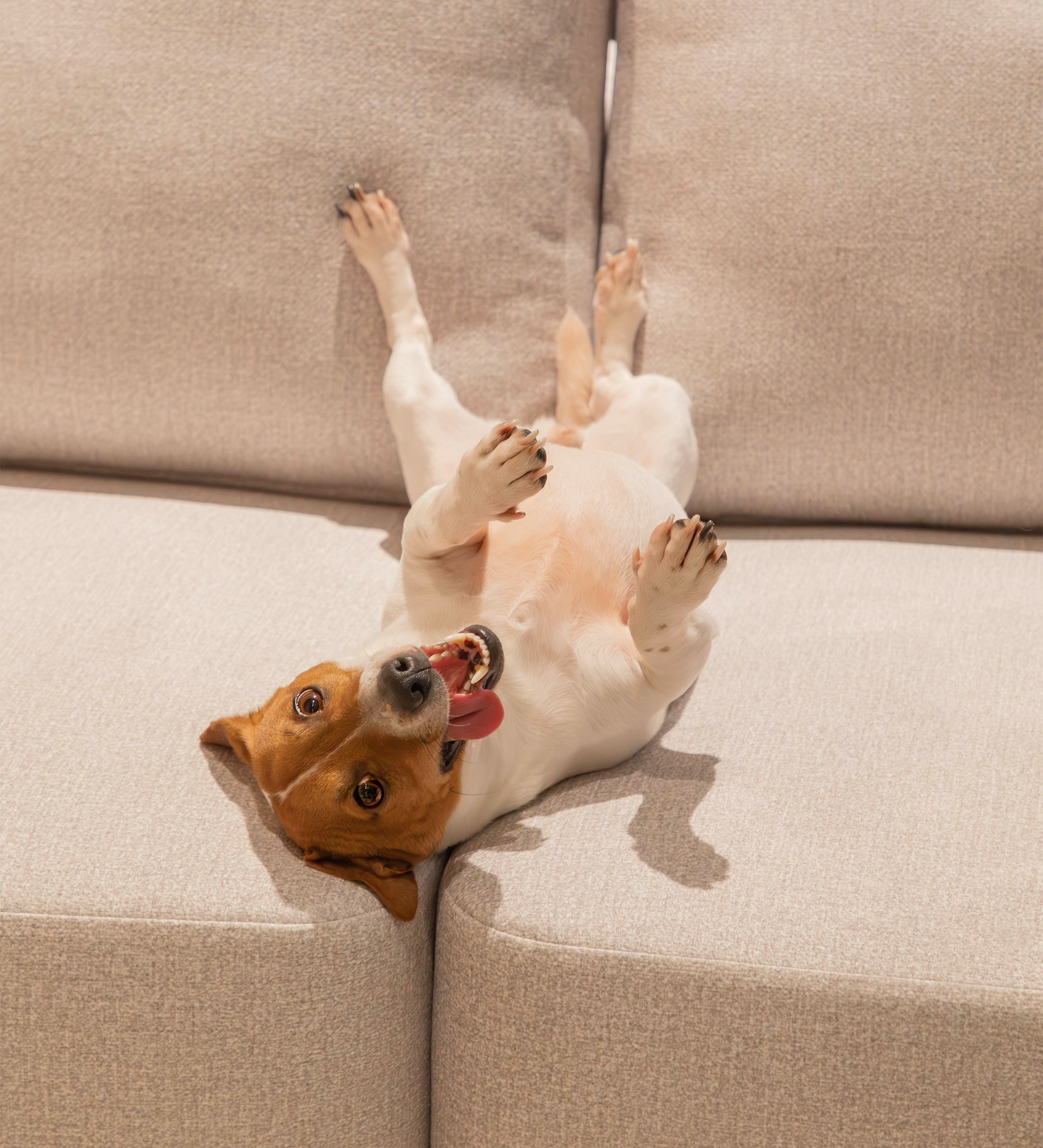 Small brown-and-white dog on back on beige Paris Sofa with Chaise Longue, tongue out