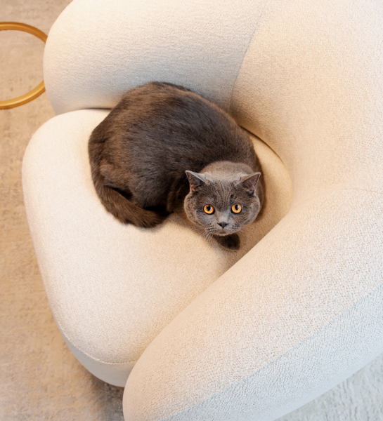 Fauteuil Monaco bouclé beige avec chat gris aux yeux orange