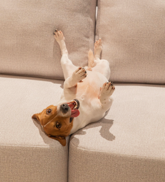 Small brown-and-white dog on back on beige Paris Sofa with Chaise Longue, tongue out